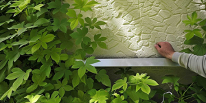 fira fassaden fassadenbegrünung_bodengebunden selbstklimmend